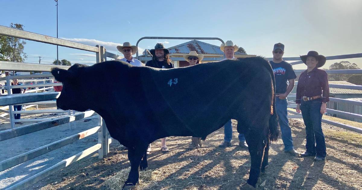 Speckle Park world record set at East Coast Select Speckle Park sale | The Land