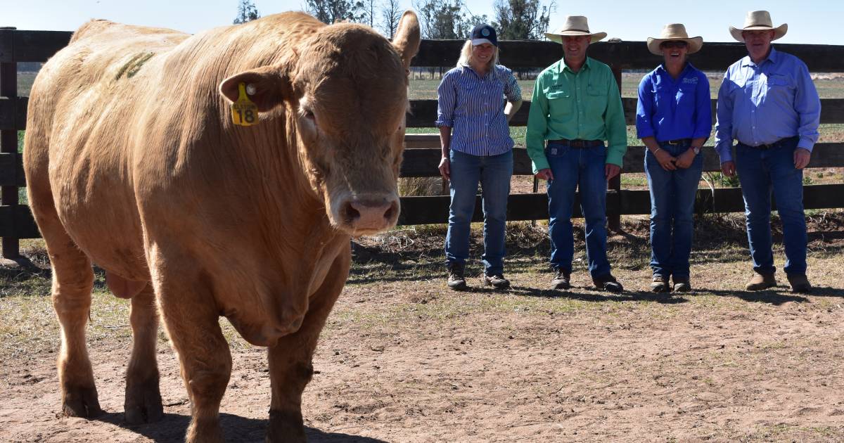 Easy doing bull sells for the top price at Elstow Charolais sale