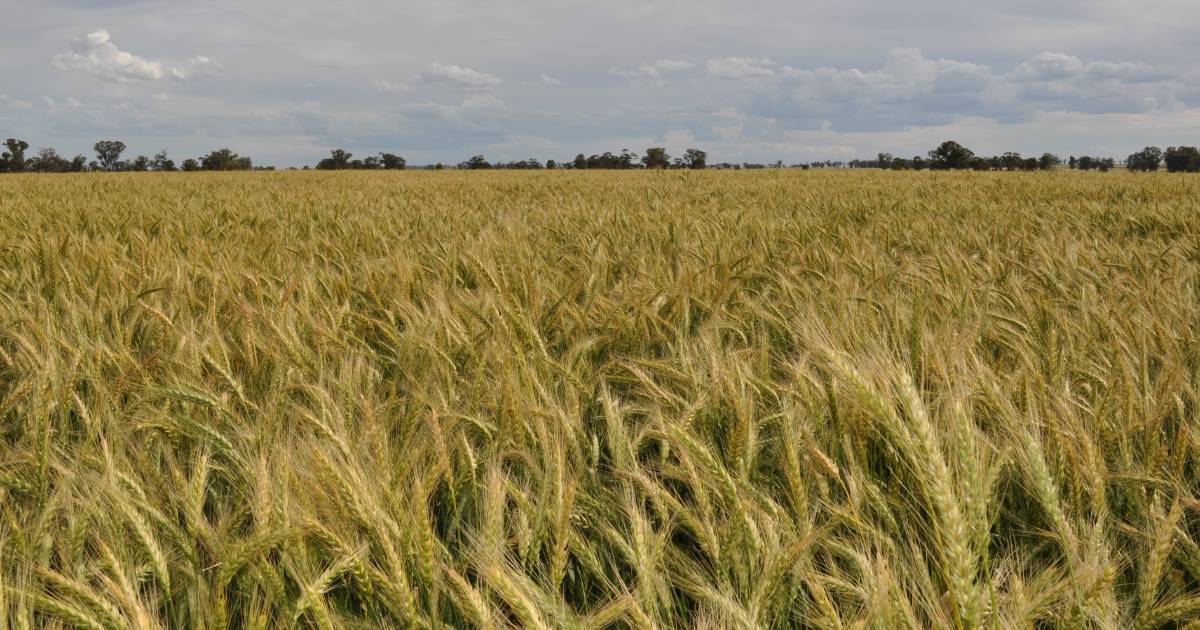 Waiting for pre-harvest rain | Grain Wrap