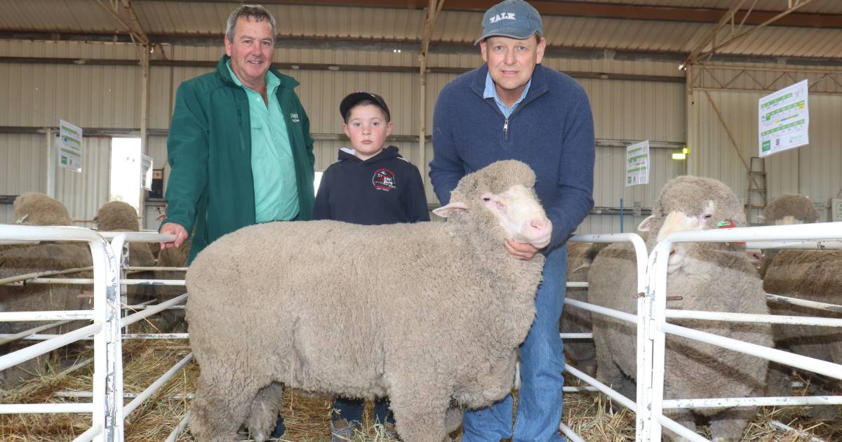 Belmont Park Poll Merino tops $10,500