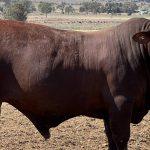 Garside family top 2023 Central Reds Droughtmaster sale at Emerald