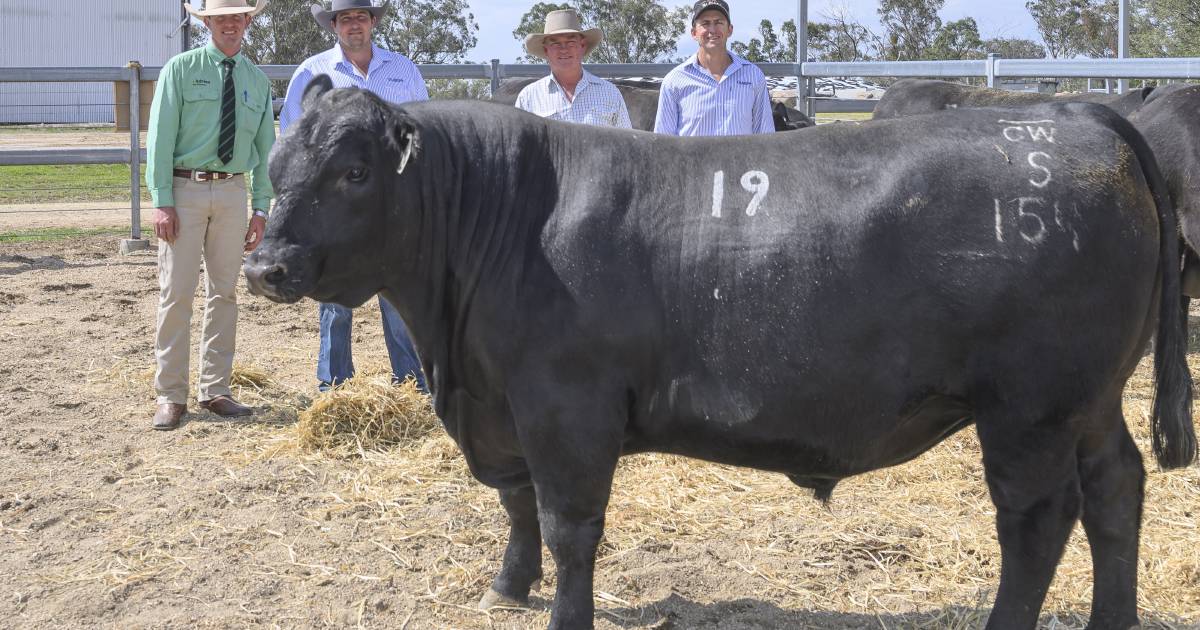 Top price record broken at Glenisa Angus bull sale