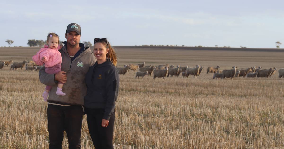 Grain and livestock business a winner for father and son at Kukerin