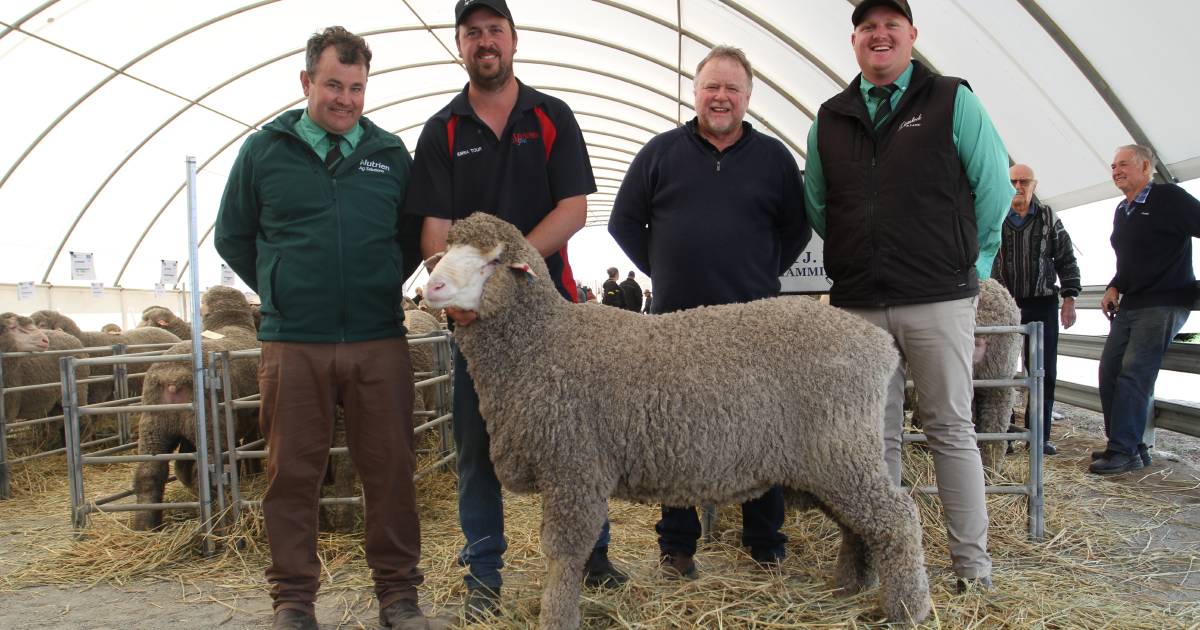 Manunda Poll Merino sale at South Tammin tops at $12,500 | Farm Weekly