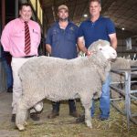 Buffalo fly product considered kinder to the environment and more efficient | Queensland Country Life