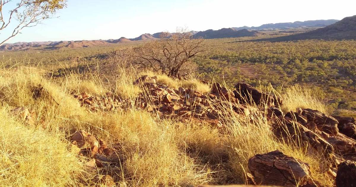 North West graziers manage pastures ahead of fire season