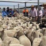 Curra kicks off wheat harvest in Central Queensland