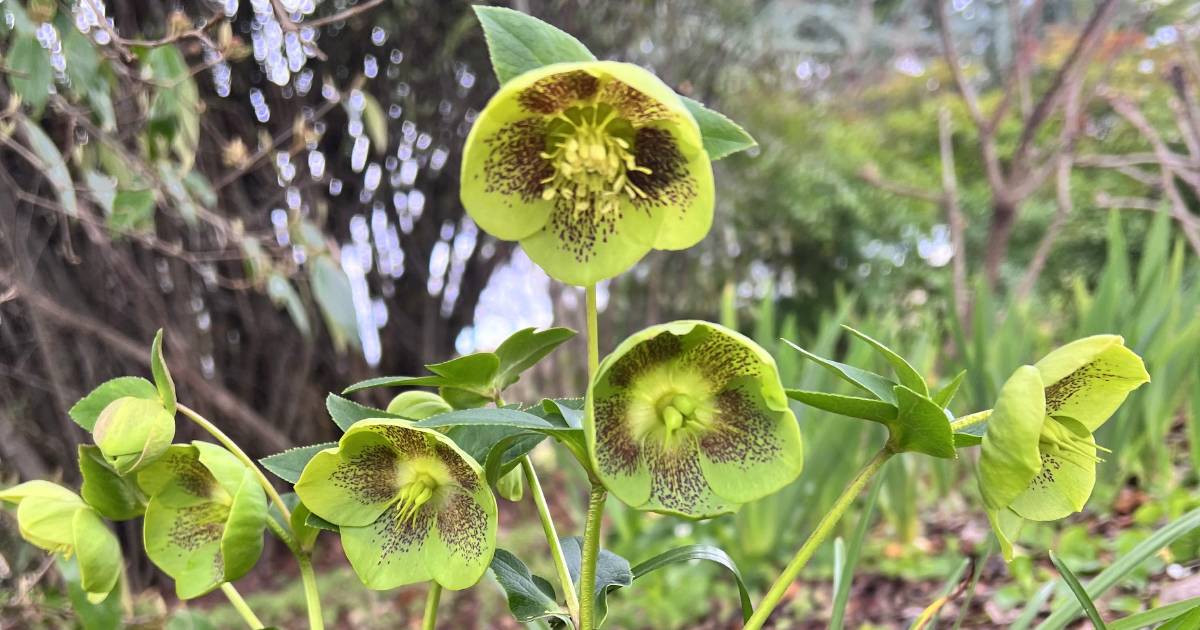 A thrill to uncover a beautiful seedling | In Fiona’s Garden | The Land