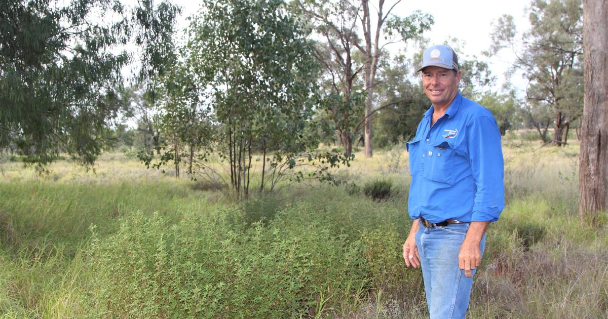 Glenn Landsberg’s land rehydration work mitigating against drought | Queensland Country Life