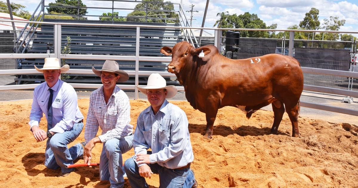 Garside family top 2023 Central Reds Droughtmaster sale at Emerald