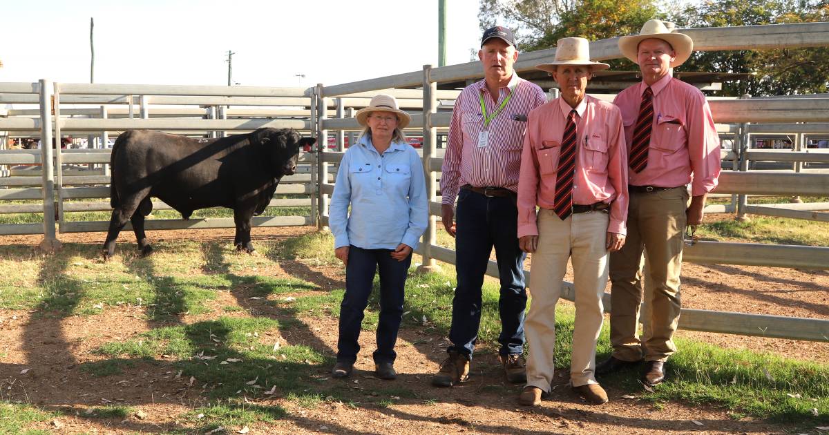 NSW Angus stud Ardrossan holds inaugural bull sale in Queensland | Queensland Country Life