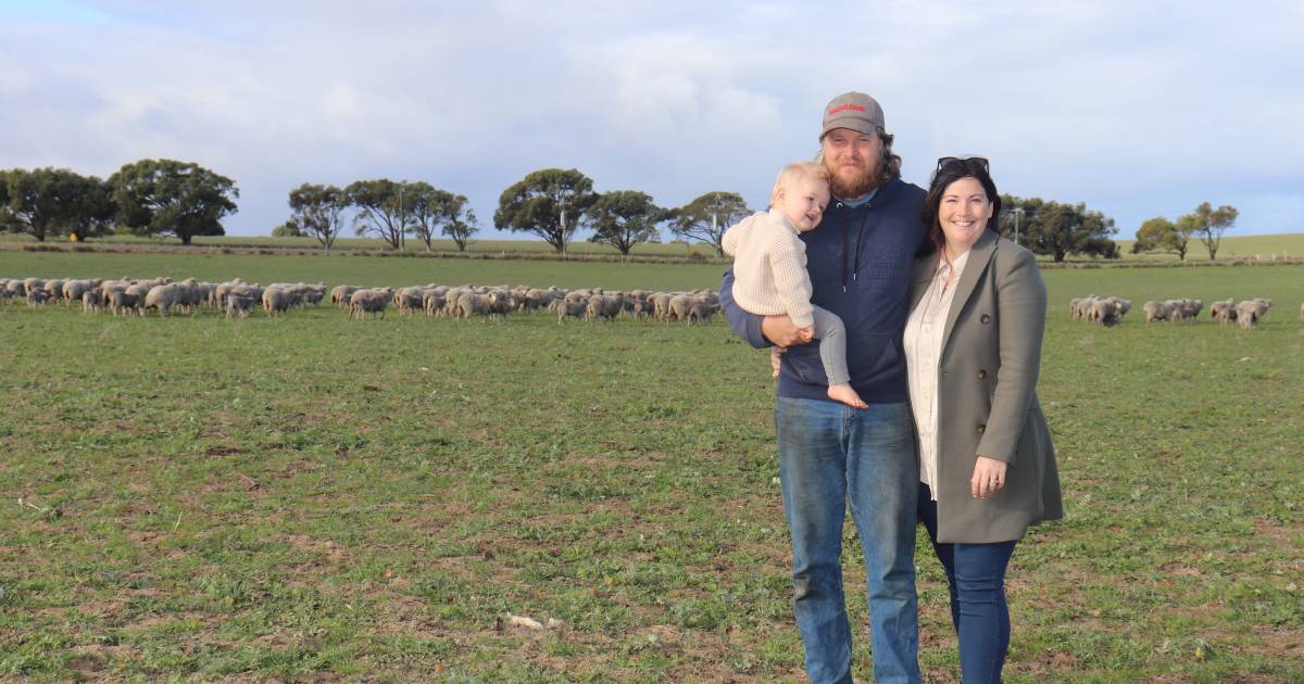 Commercial flock a sound choice | Farm Weekly