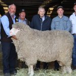 Greenup Eidsvold Station bulls bound for Cloncurry to NSW | Queensland Country Life