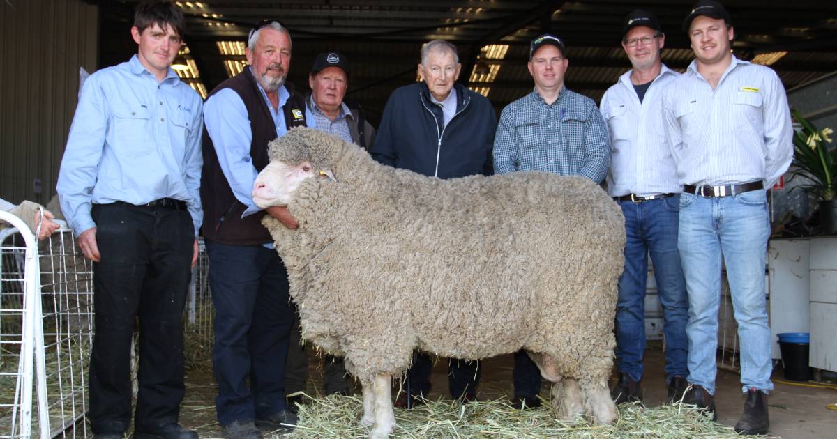 Lewisdale Poll Merino sale in Wickepin has good results | Farm Weekly