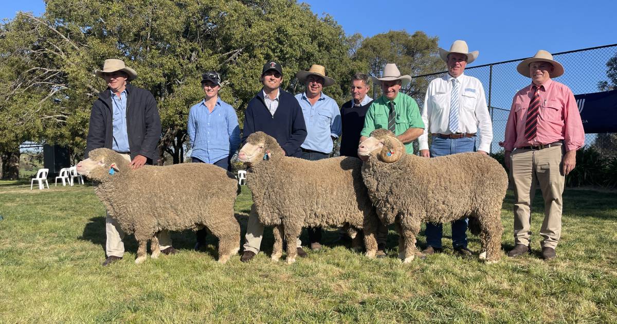 Yarrawonga Merino rams top at $26,000