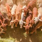 Indo authorities say LSD detected in more cattle from Australia