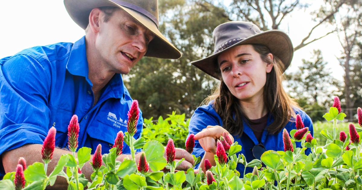 Researching which pasture legumes benefit honey bees