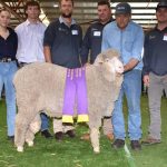 $20,000 Pyramid Poll ram on its way to South Australia | Farm Weekly