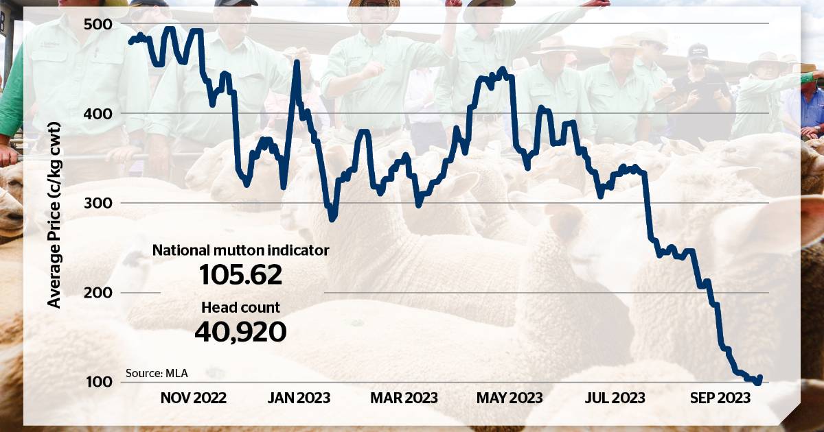 Mutton prices reach 16-year low