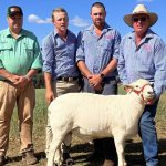 Poll Merino at The Yanko sells for $9000