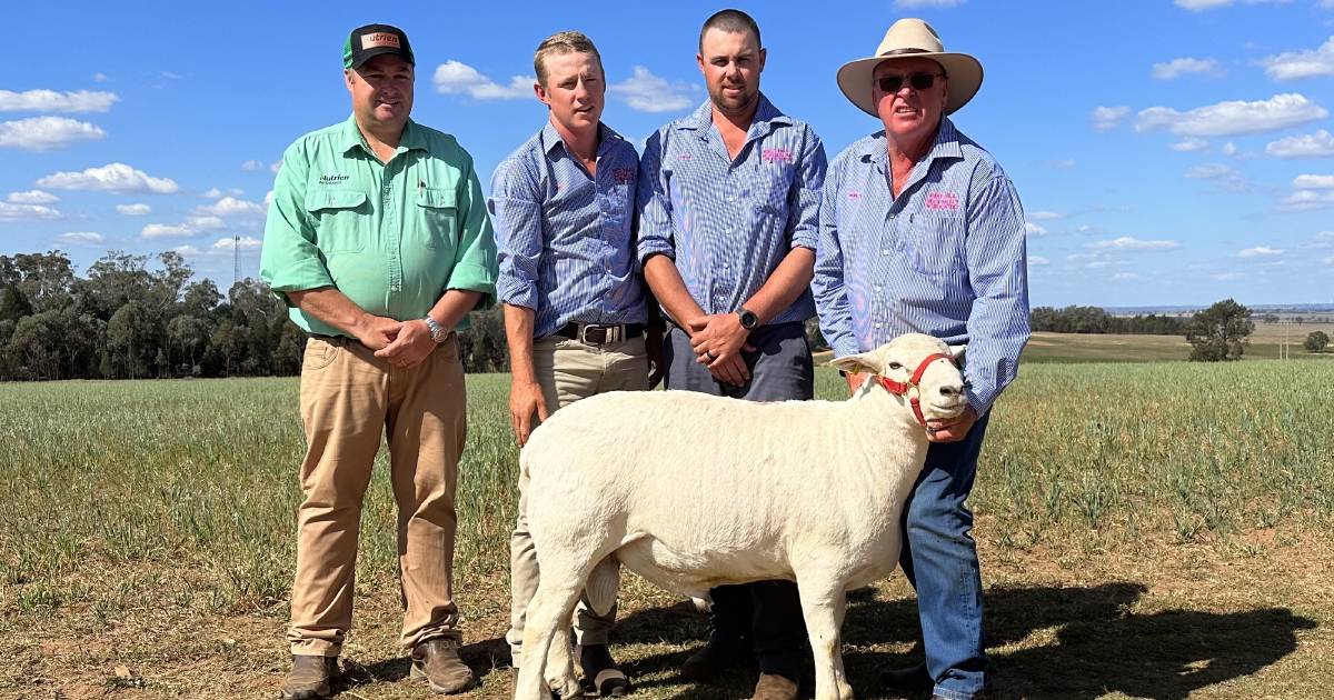 Buyers sought carcase quality at Red Hill Aussie White sale