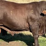 This year's top priced Charolais bull sold at annual Moongool sale