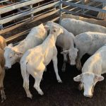 Dry conditions in NSW send cattle north on Qld stock routes | The Land