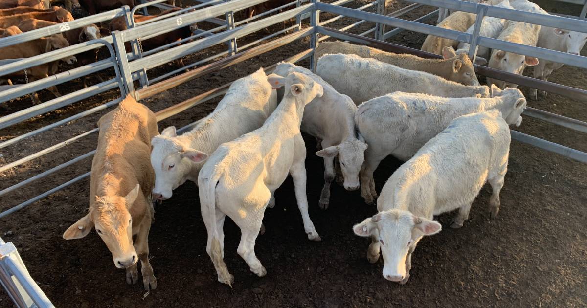 Droughtmaster steers 24 months old sell for $1270/head at Toogoolawah | Queensland Country Life