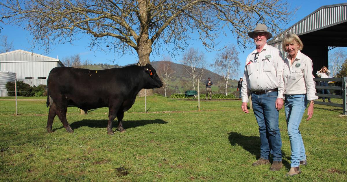 The Glen Angus sells top-priced bull to Tasmania | The Land