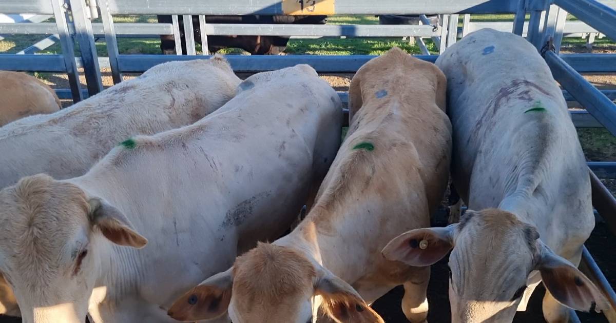 Stronger market for weaners at Beaudesert