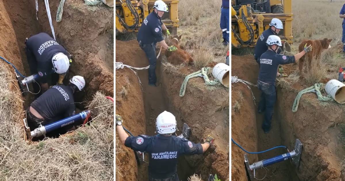 'I've never seen that before': paramedics help trapped calf get 'moo-ving'