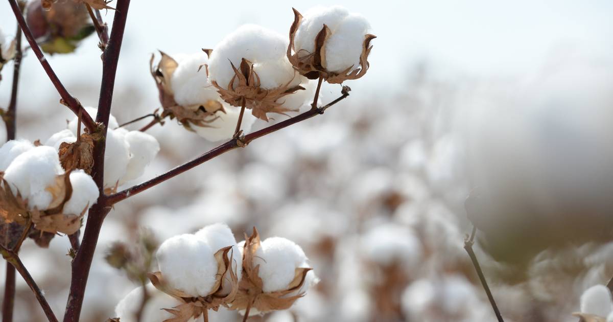 Welcome price rise for cotton | Global Perspective