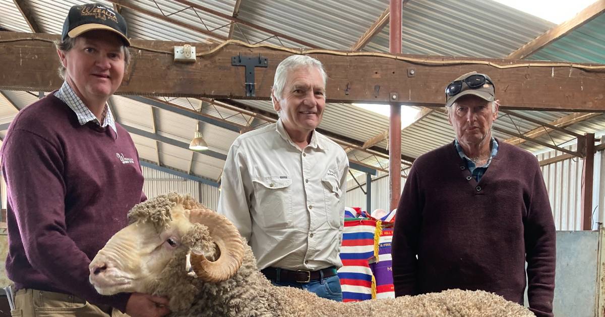 Volume buyers underpin Weealla Merino ram sale