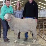 Faces of the CQ Premier Charolais Bull Sale