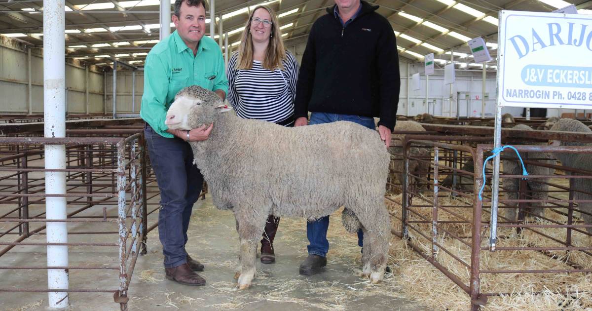 Narrogin’s Darijon stud sale reaches $1400 top | Farm Weekly