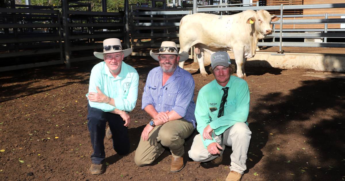 Lambert bulls to new homes at Deniliquin, Boulia and Prairie