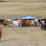 The rural industry pulls together over golf to raise funds for Rural Aid | Queensland Country Life