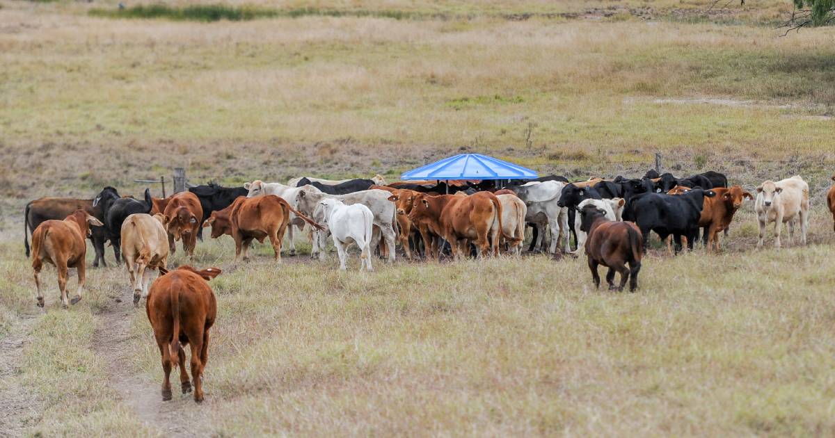 Burnett and Maranoa regions chasing rain, producers hanging onto stock