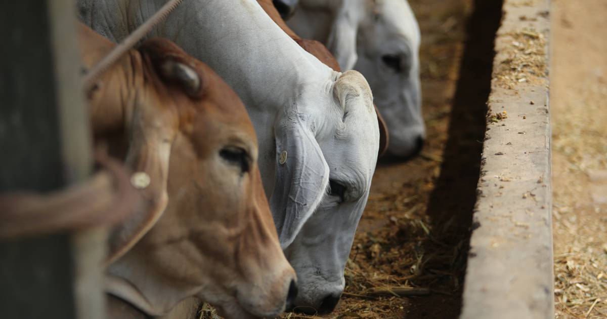 Malaysia lifts live cattle ban after LSD fears eased