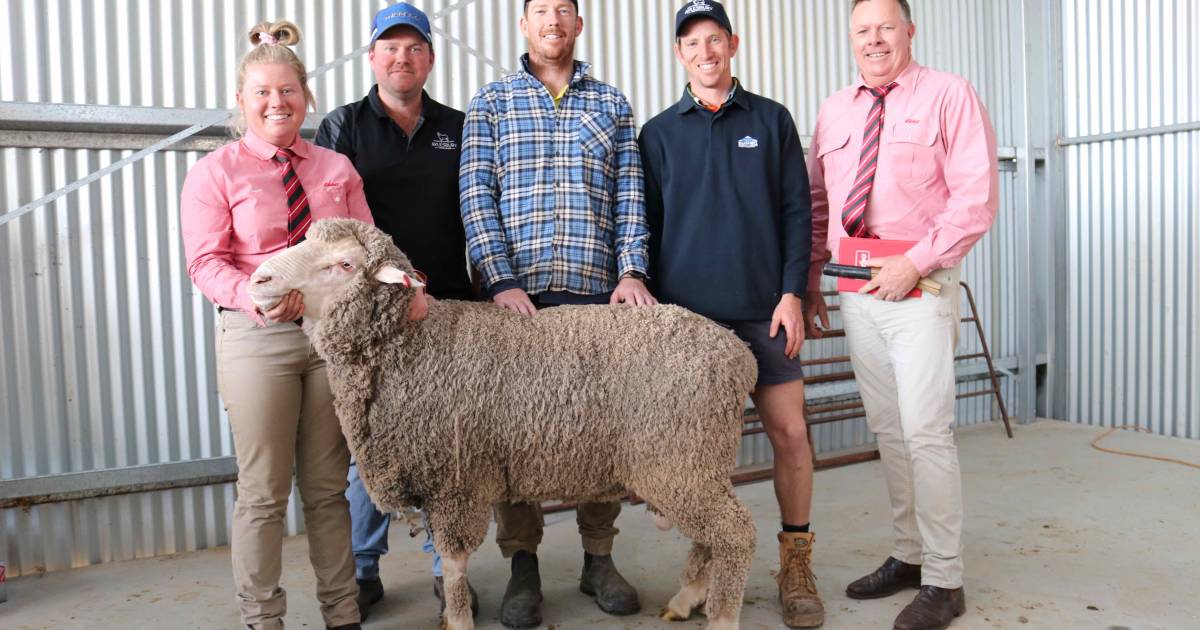 Aylesbury Poll Merino sale achieves slightly higher average | Farm Weekly