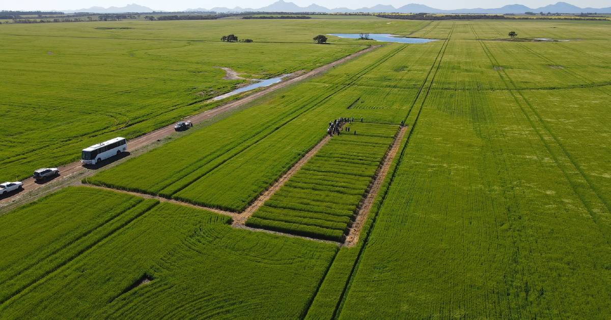 Shed safety part of southern field days