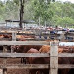 Easy doing bull sells for the top price at Elstow Charolais sale