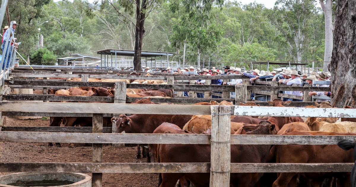 Fat cattle and weaner heifers stronger at Eidsvold