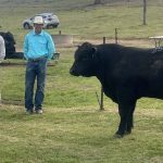 Roma Brangus Sale's top bull headed to Gin Gin