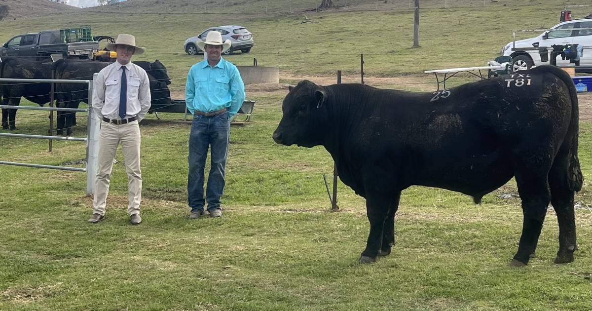 High-indexing bulls sought after at XL Beef