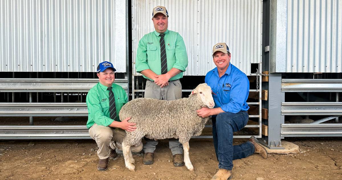 Volume buyer dominates Outback Multi Purpose Merino sale