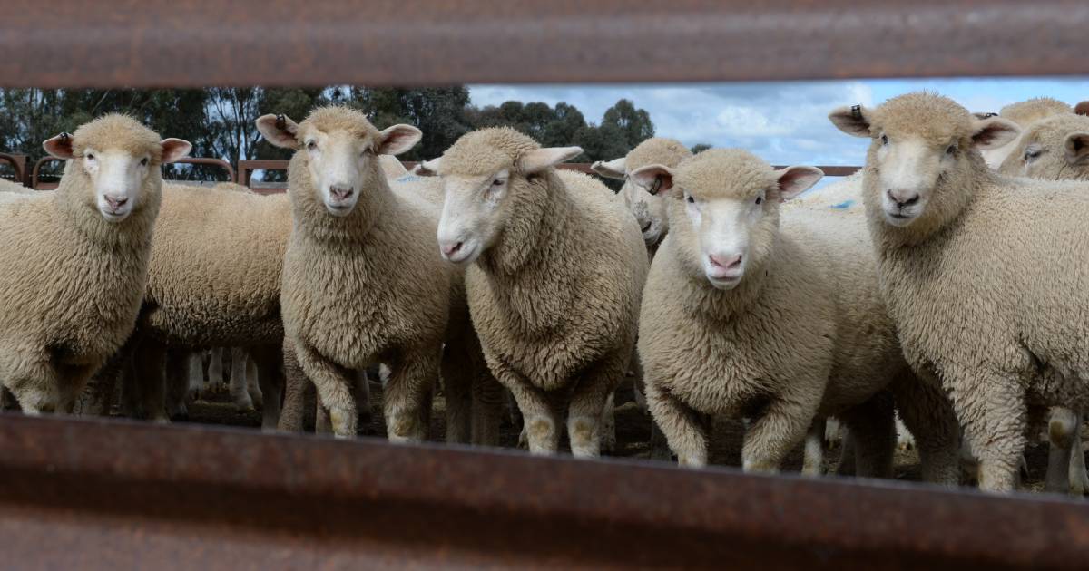 More shifts to process big lamb backlog