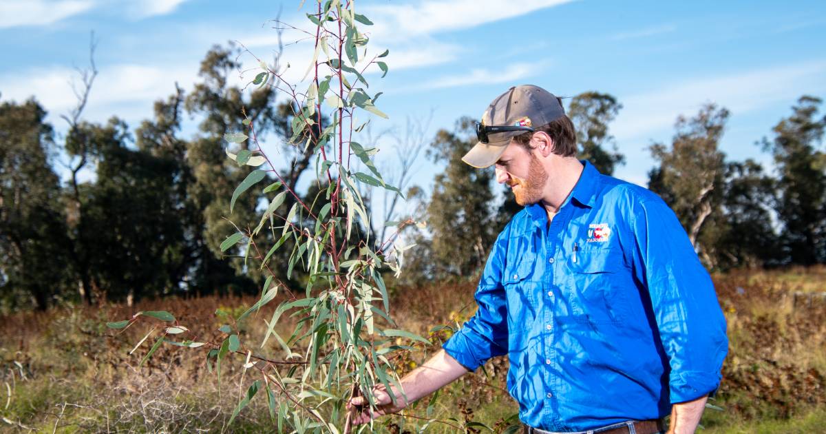 Three-year project puts more trees in cotton country | The Land