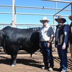 High-indexing bulls sought after at XL Beef