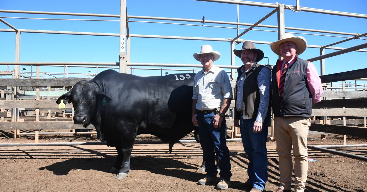 Roma Brangus Sale's top bull headed to Gin Gin